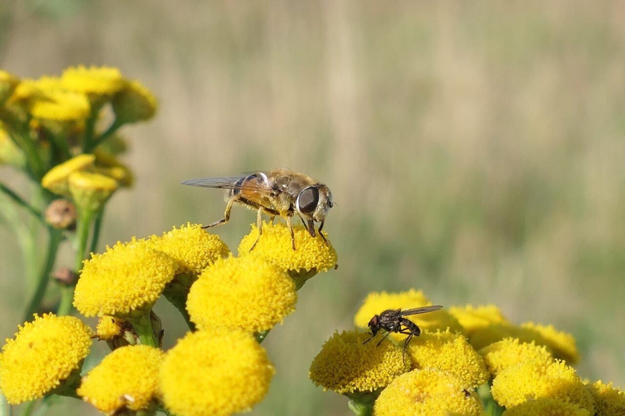 Schwebfliege und Fliege auf Schafgabe