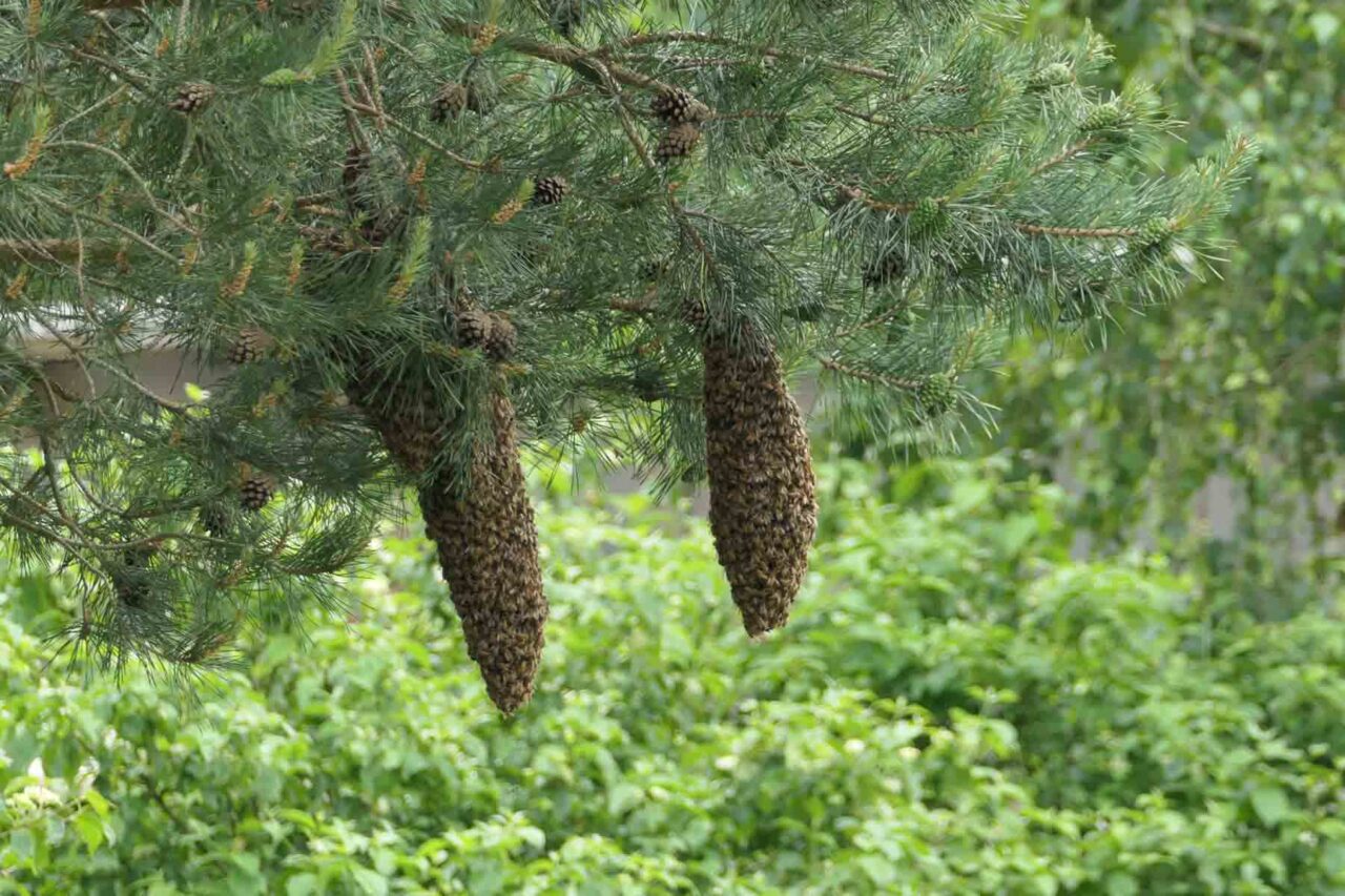 Bienenschwarm in 2 Bienentrauben