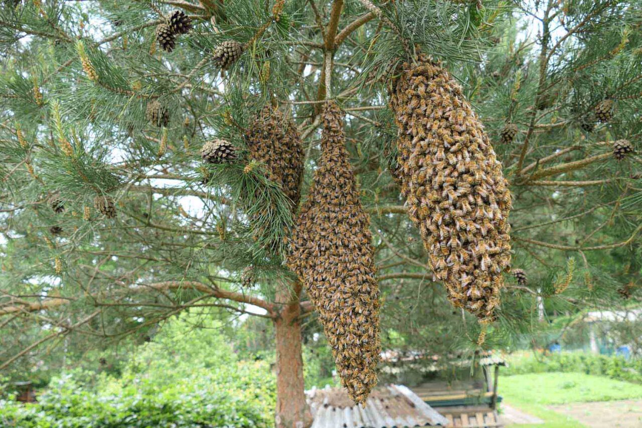 Bienenschwarm in 3 Bienentrauben