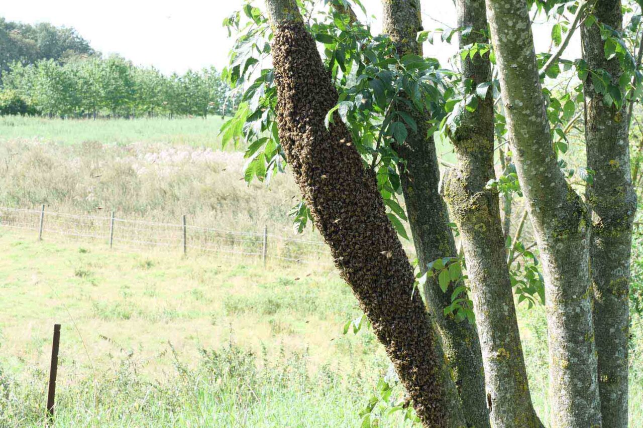 Bienenschwarm um Baumstamm