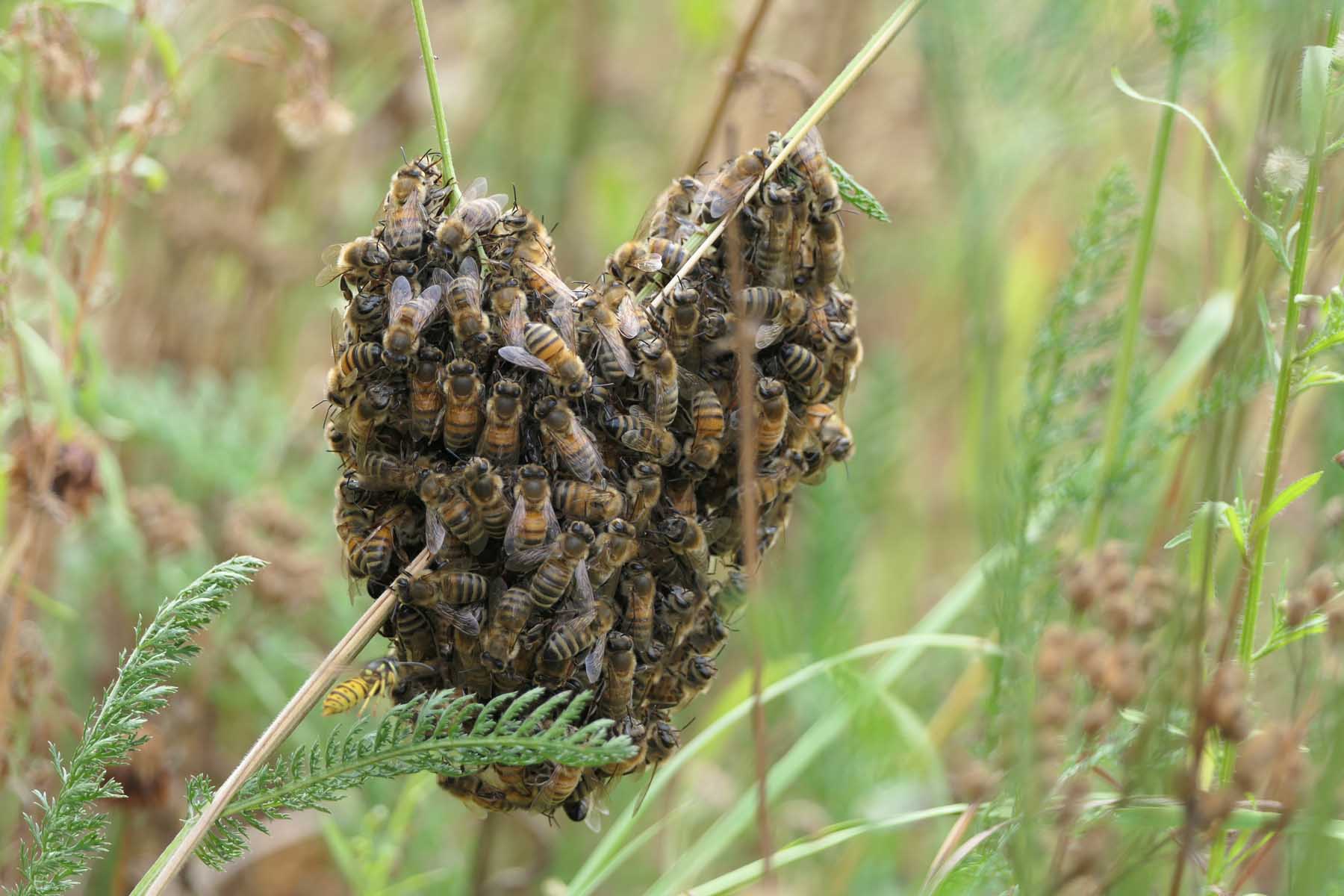 Kleiner Bienenschwarm in Herzform