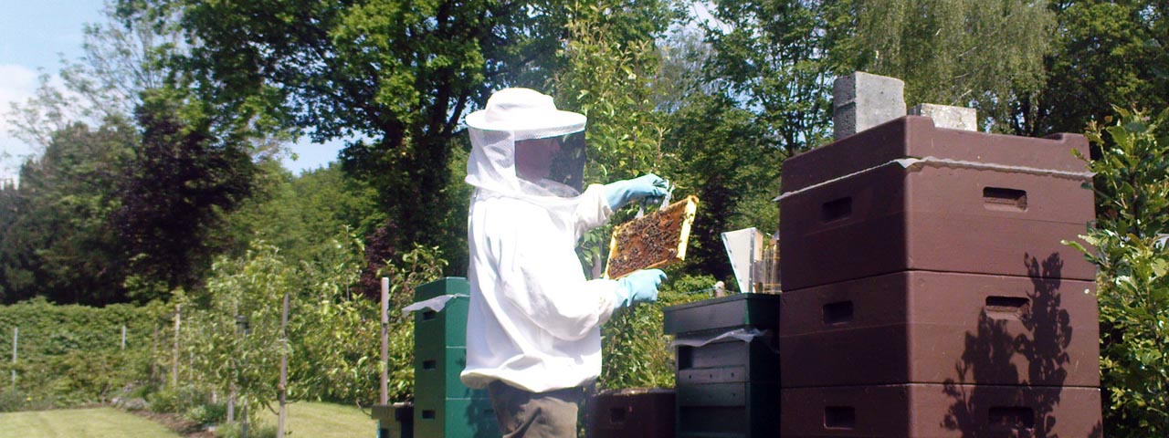 Imker bei der Durchsicht eines Bienenvolkes