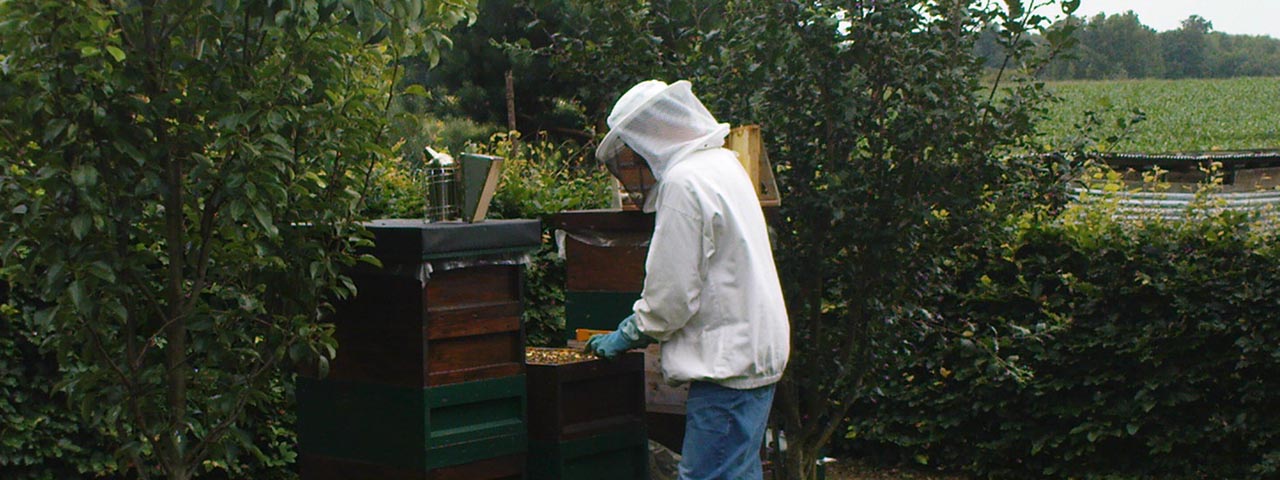 Imker bei der Durchsicht einer Bienenvolkes