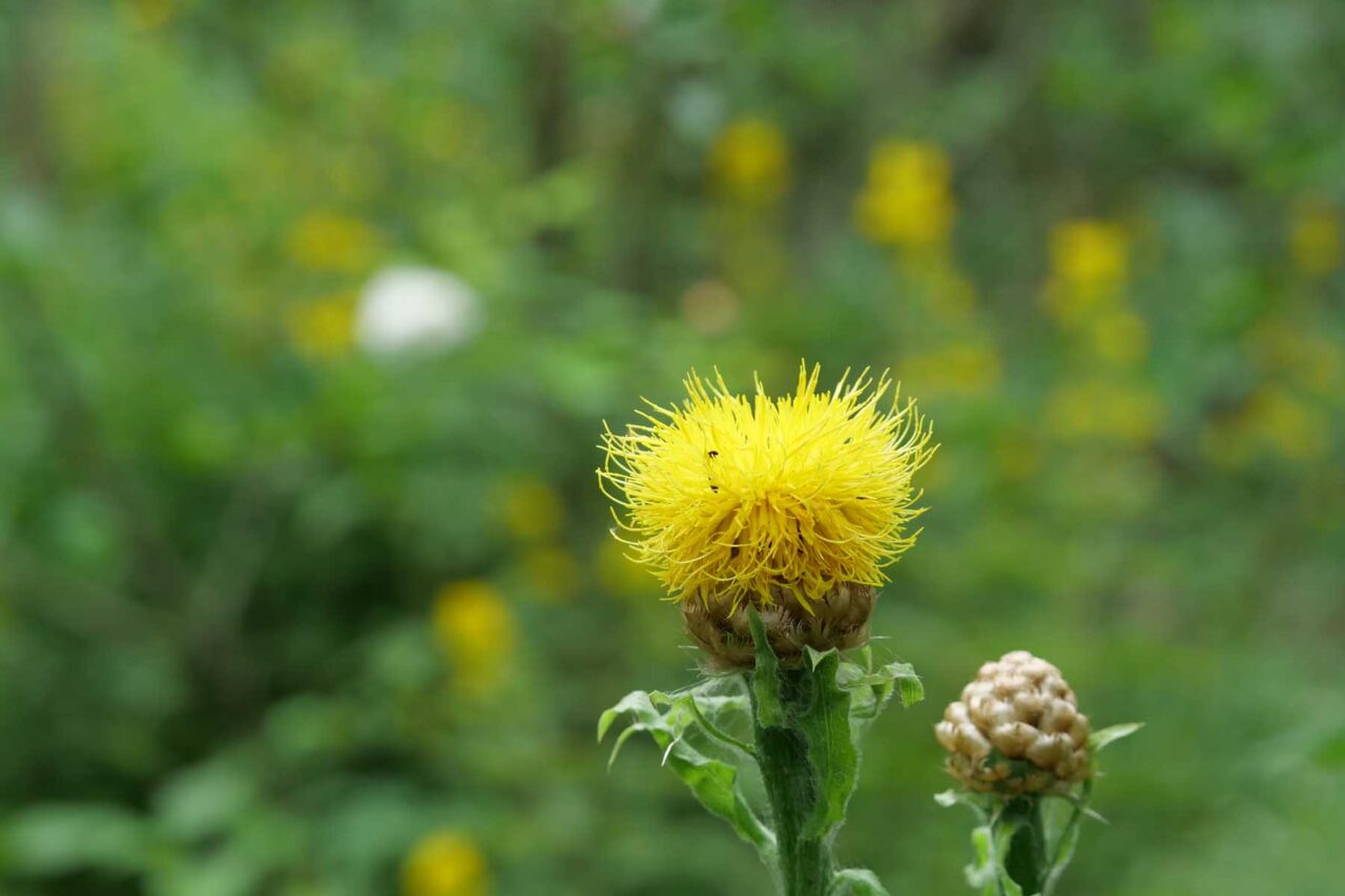 Gelbe Flockenblume