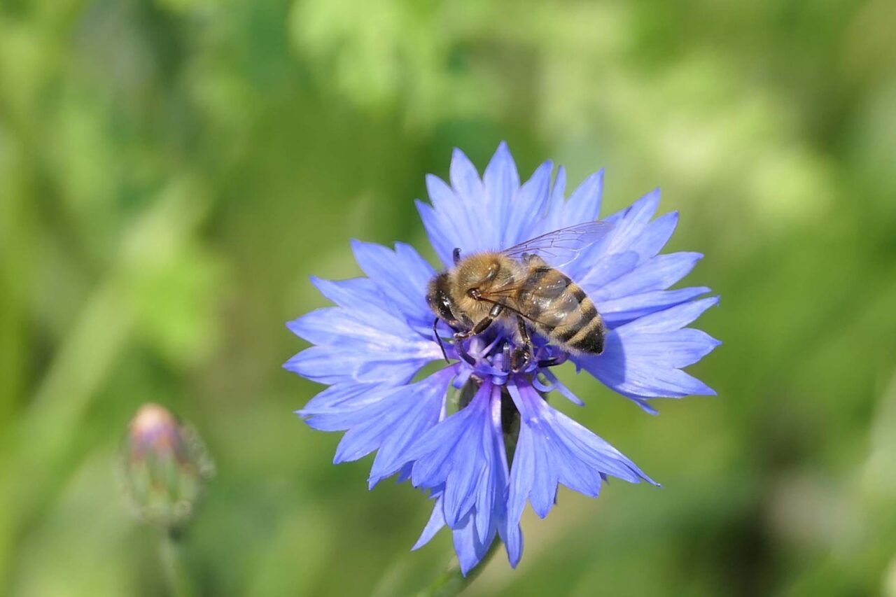 Honigbiene auf Kornblüte