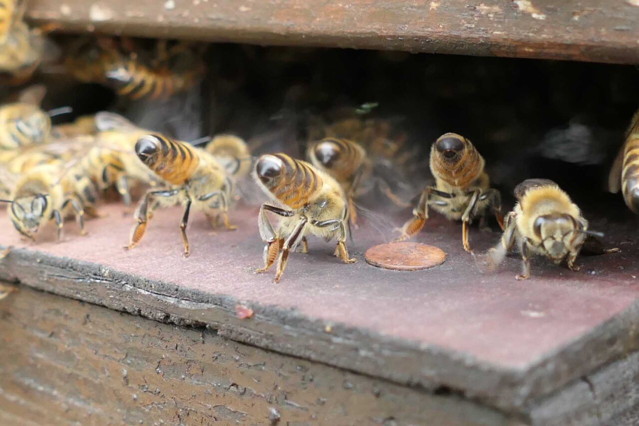 Honigbienen am Flugloch des Bienenstocks