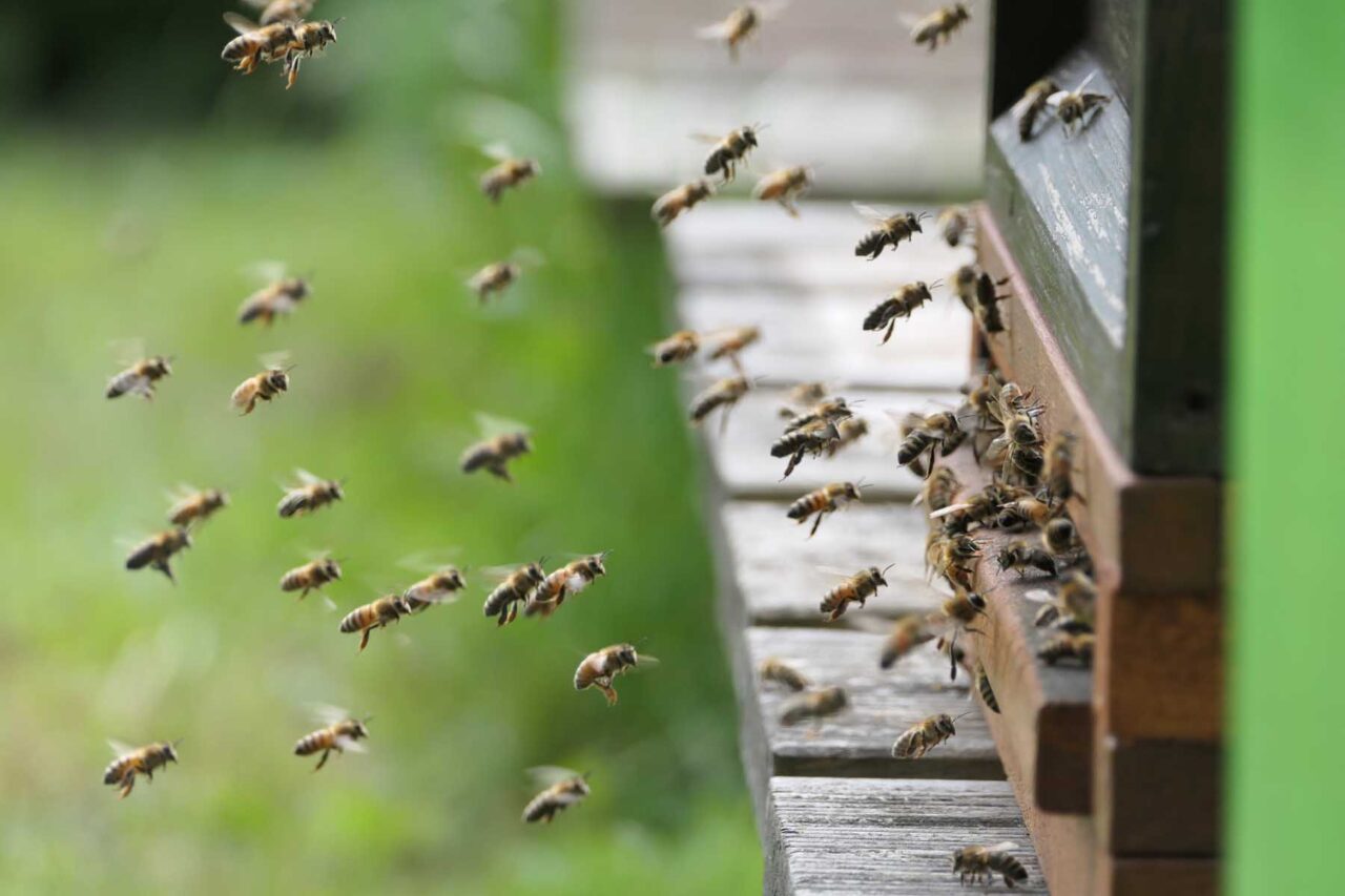 Honigbienen am Flugloch des Bienenstocks