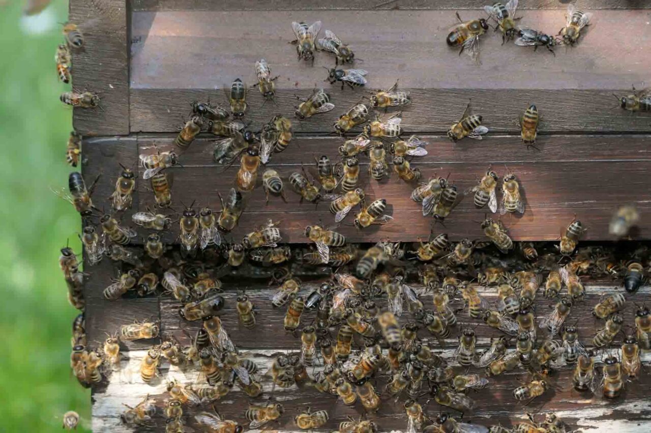 Honigbienen am Flugloch des Bienenstocks