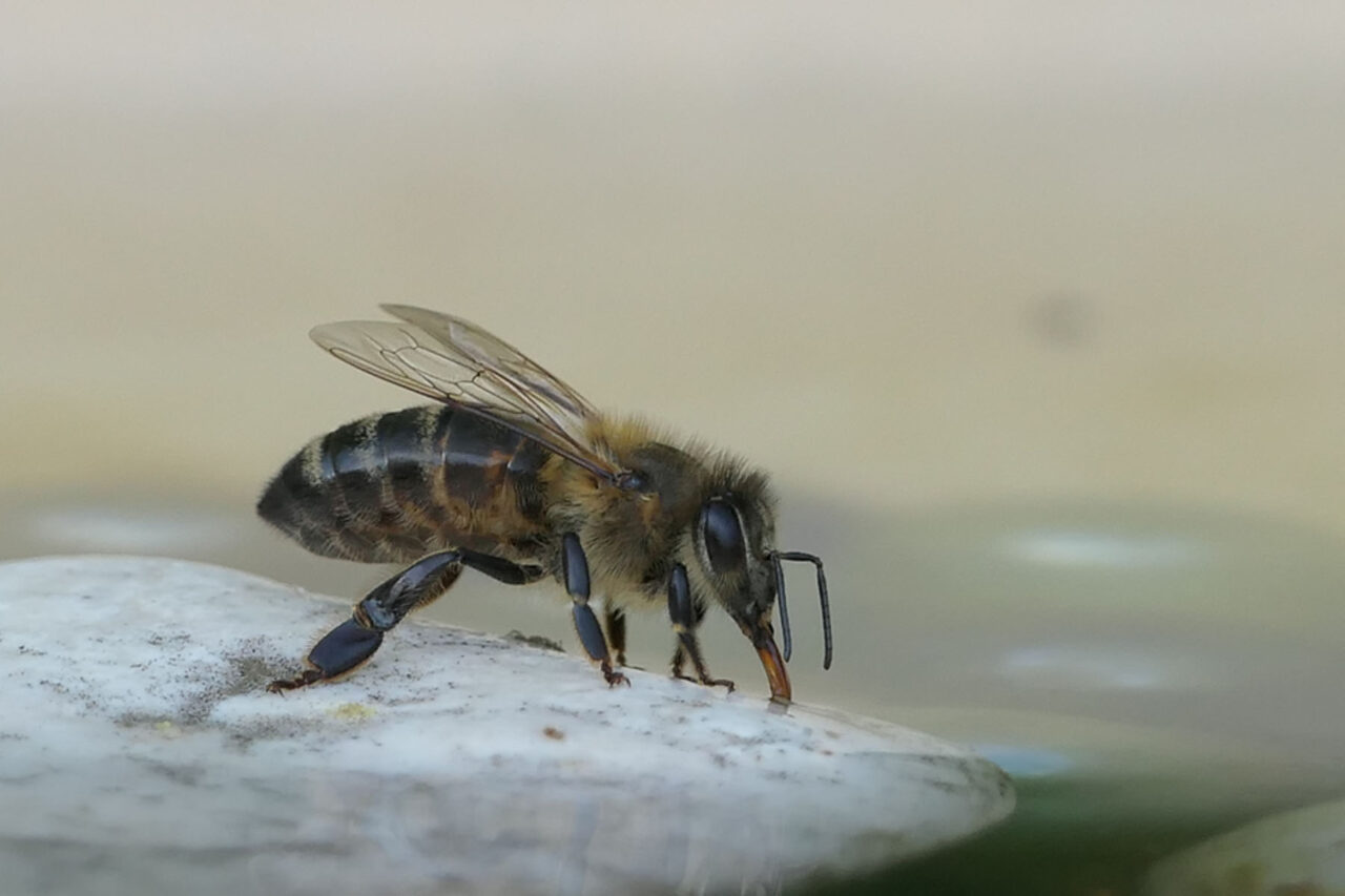 Honigbiene an Wasserstelle