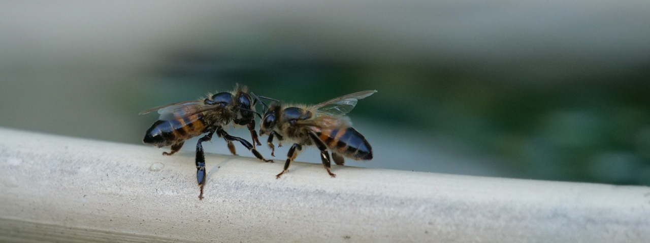 Zwei Honigbienen