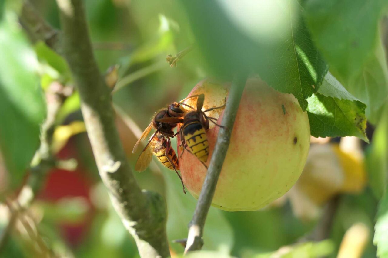 2 Hornissen auf Apfel