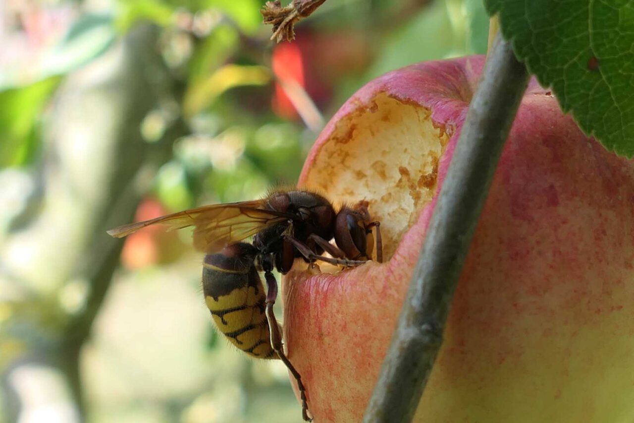 Hornisse auf Apfel