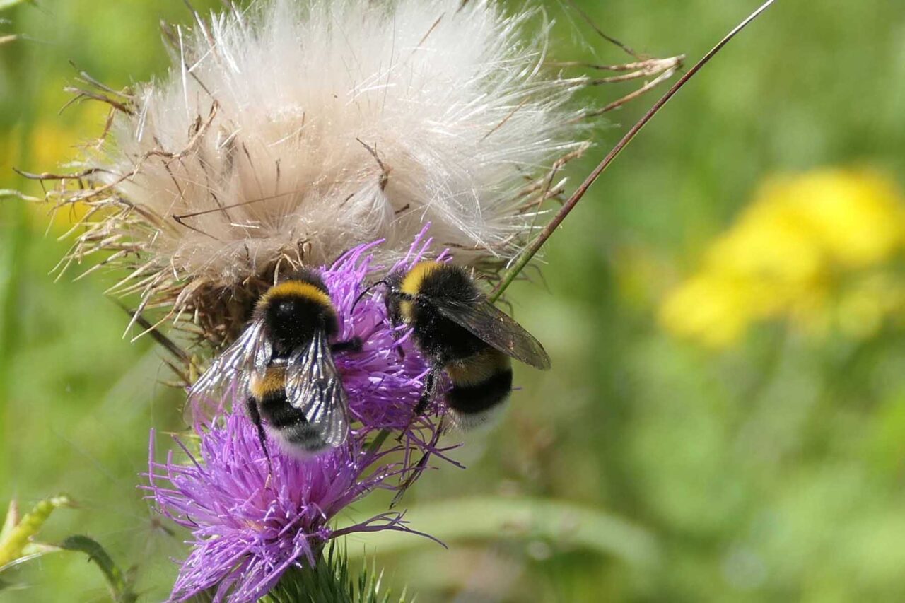 2 Hummeln auf Distelblüte