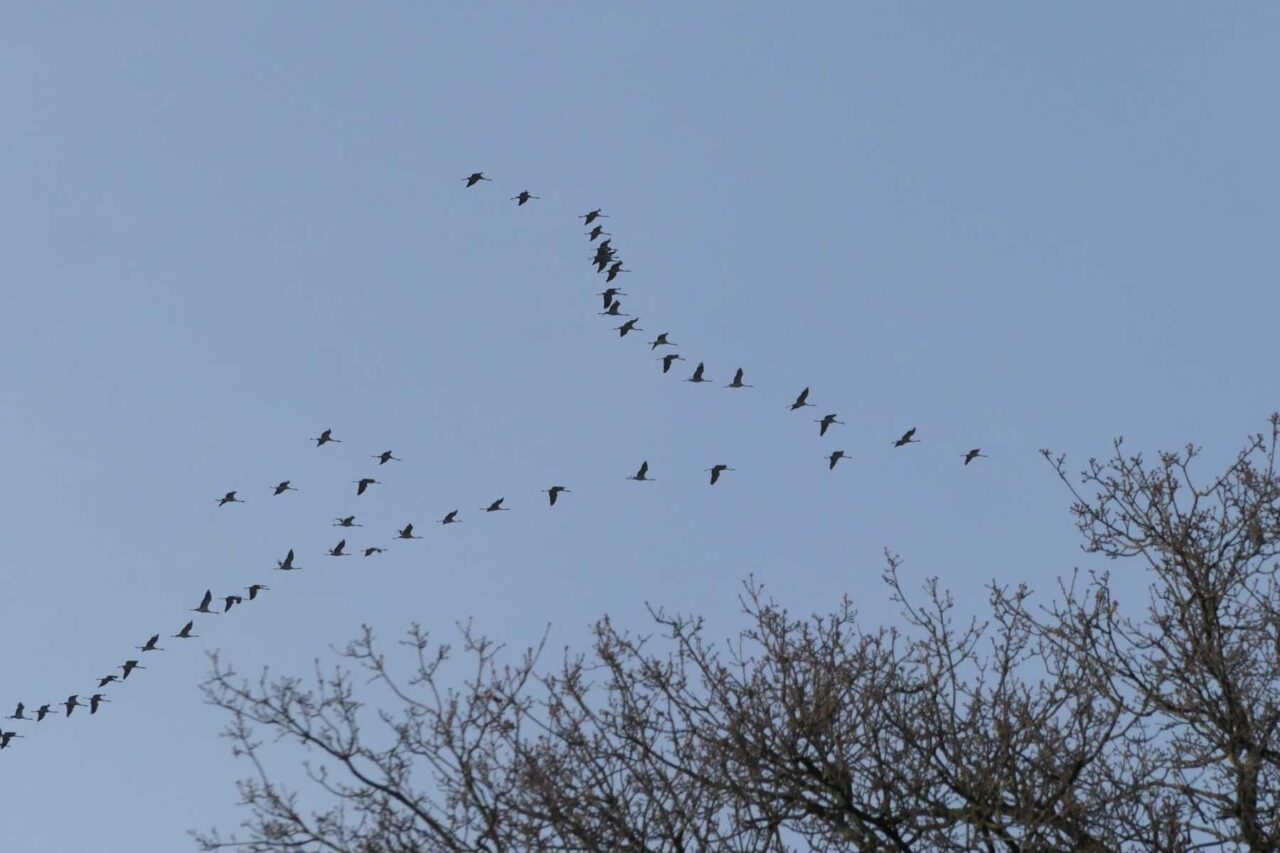 Kranischflug