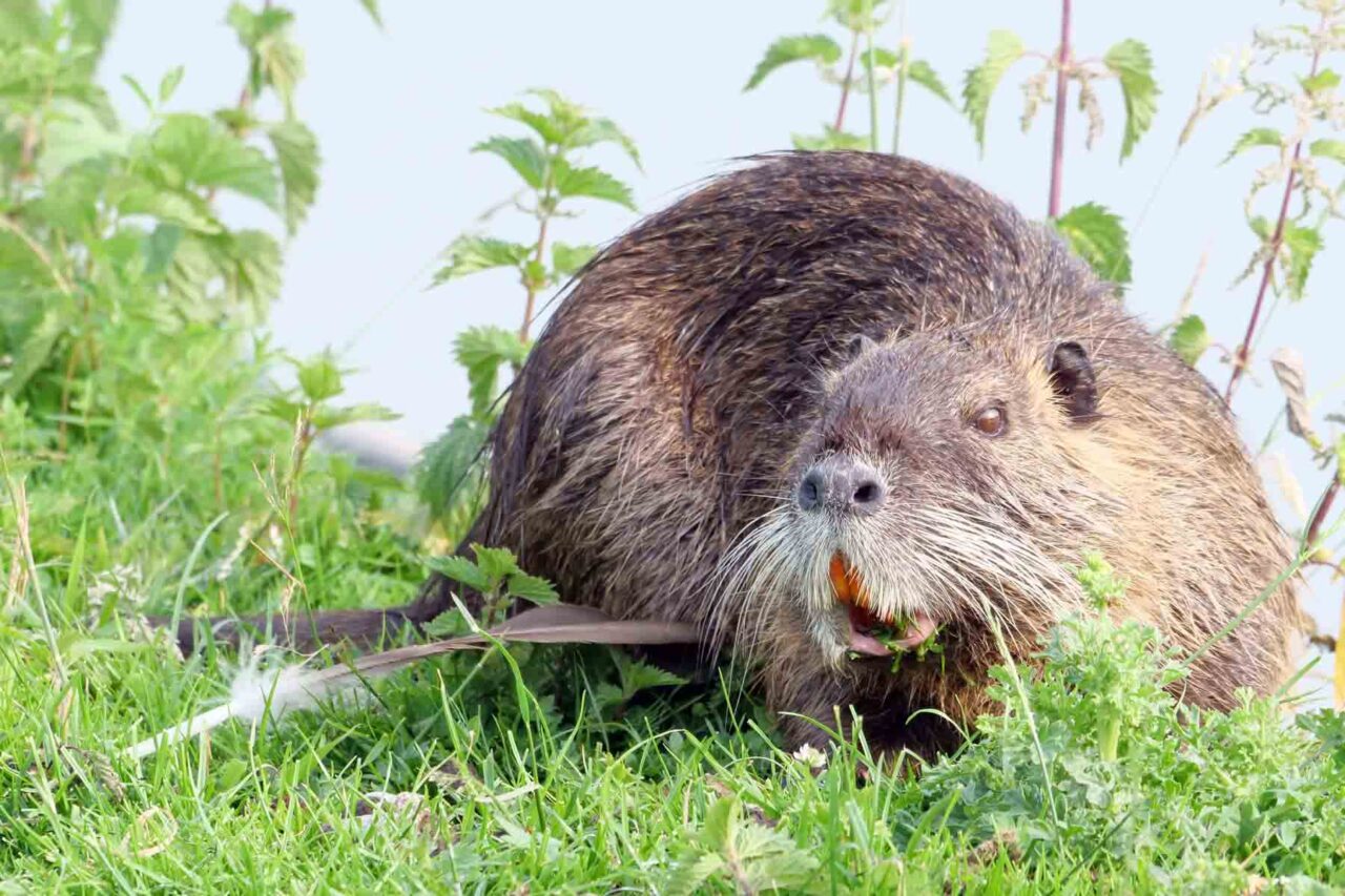 Nutria