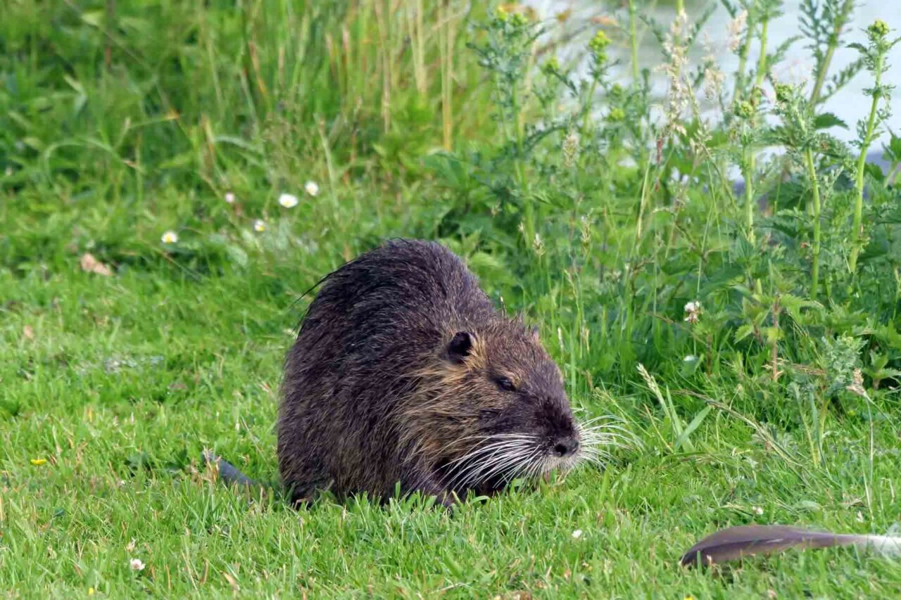 Nutria