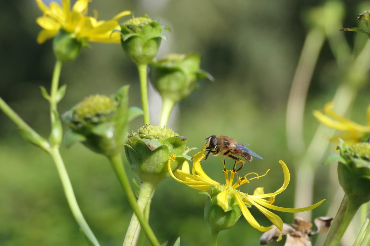 Schwebfliege