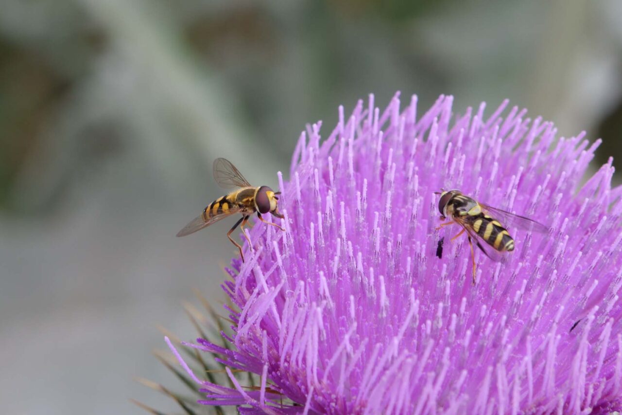 Schwebfliegen auf Distelblüte