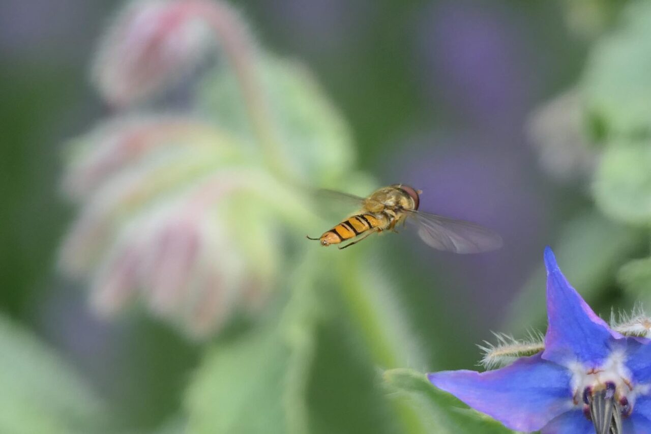 Schwebfliege im Flug