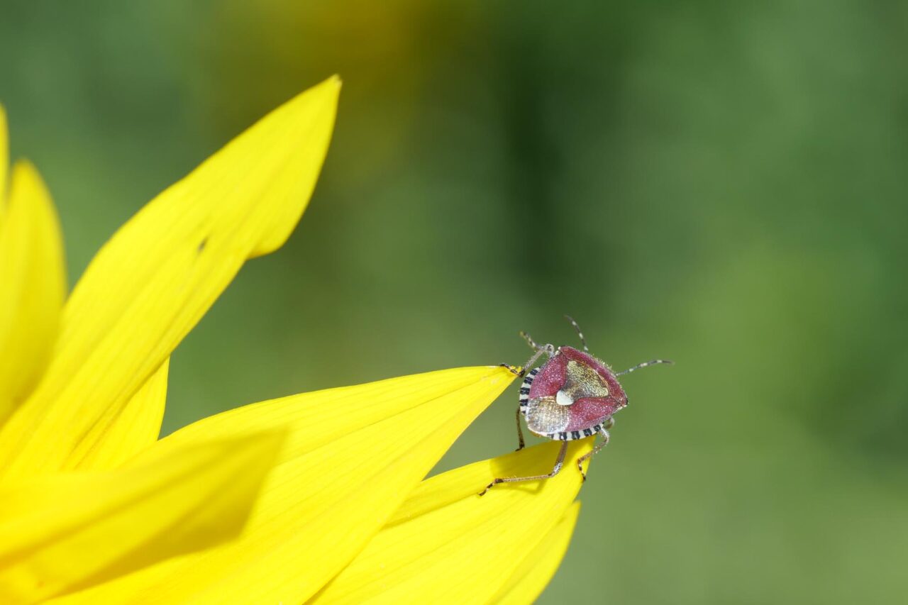 Wanze auf gelber Blüte