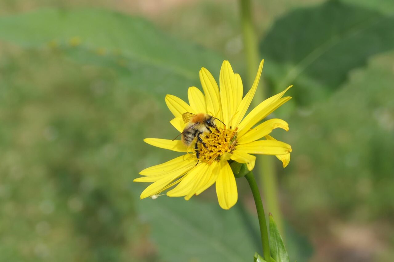 Wildbiene auf Blüte der Durchwachsenen Silphie