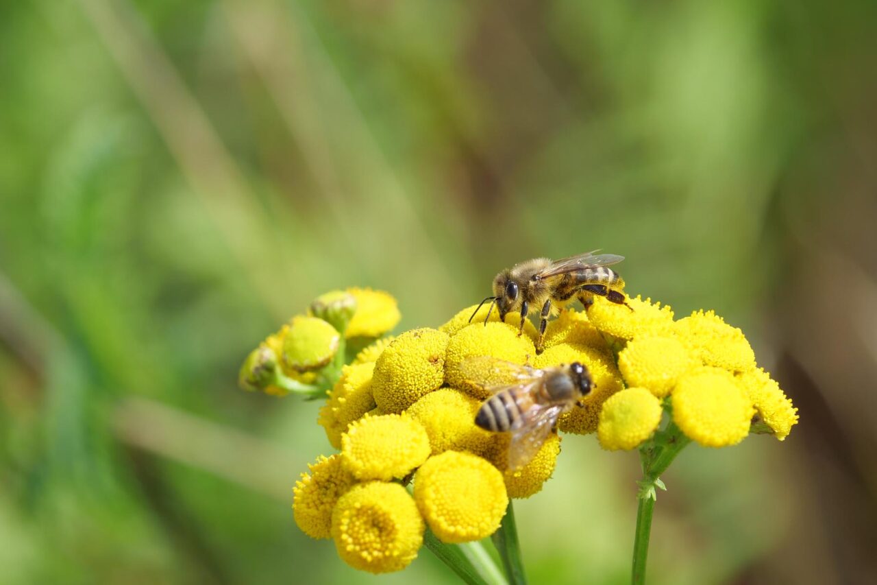 Zwei Honigbienen auf gelber Blüte