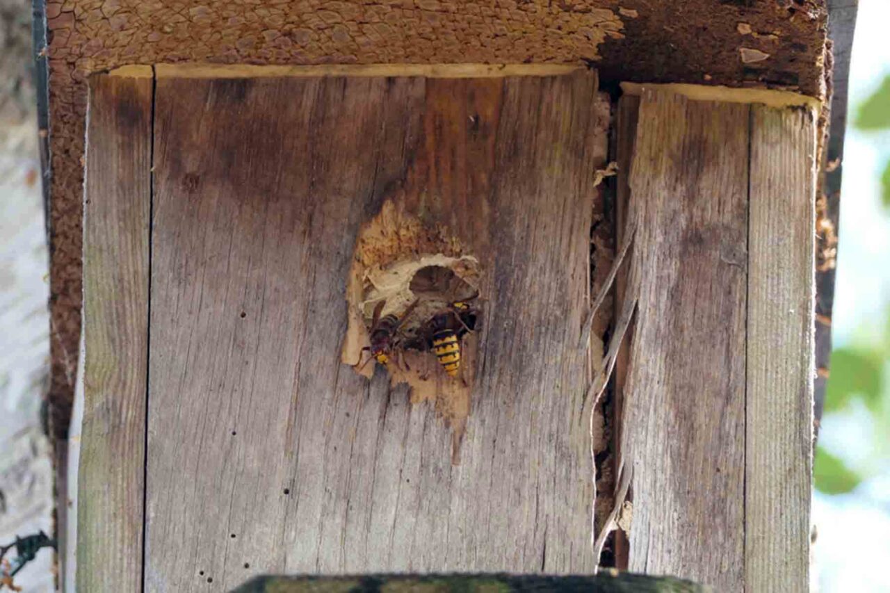 Hornissennest in einem alten Nistkasten