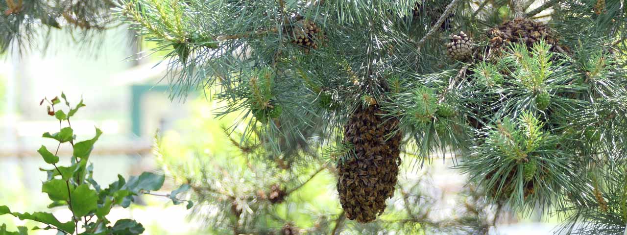 Bienenschwarm an einer Kiefer