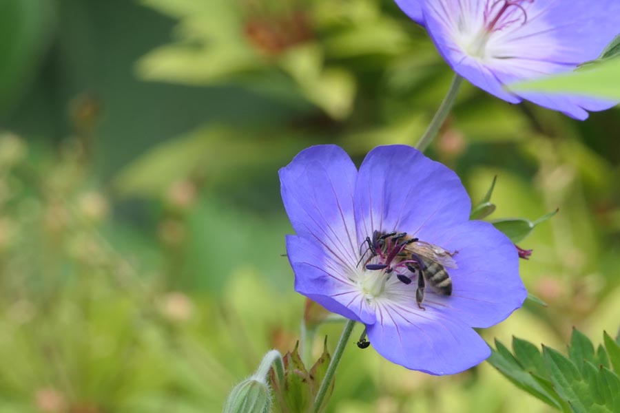 Honigbiene auf Geraniumblüte