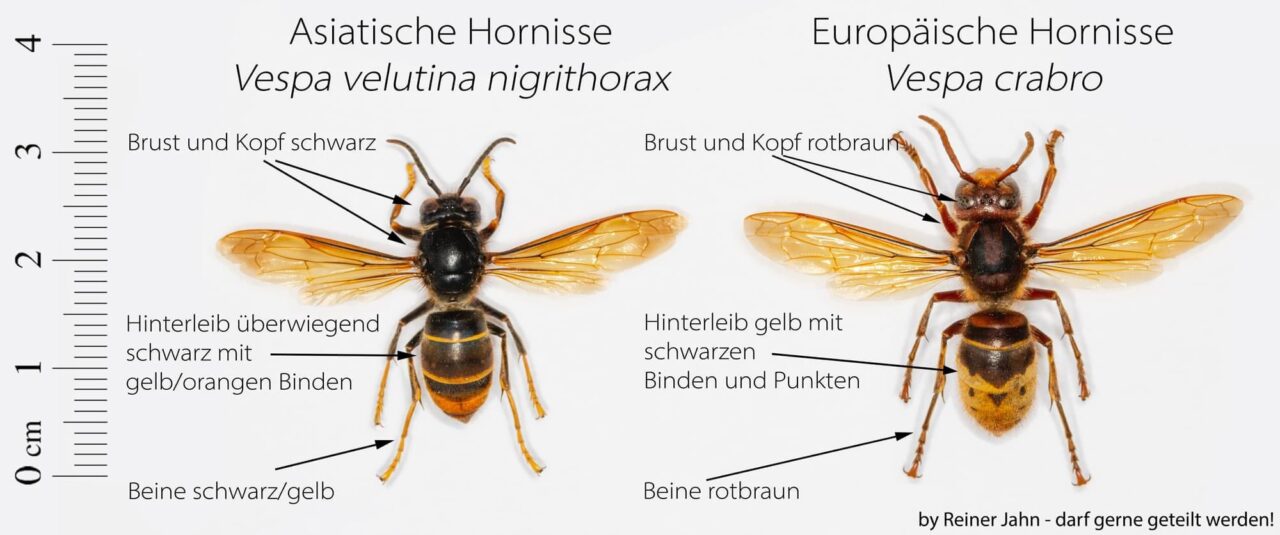 Vergleich Asistische Hornisse - Europäische Hornisse