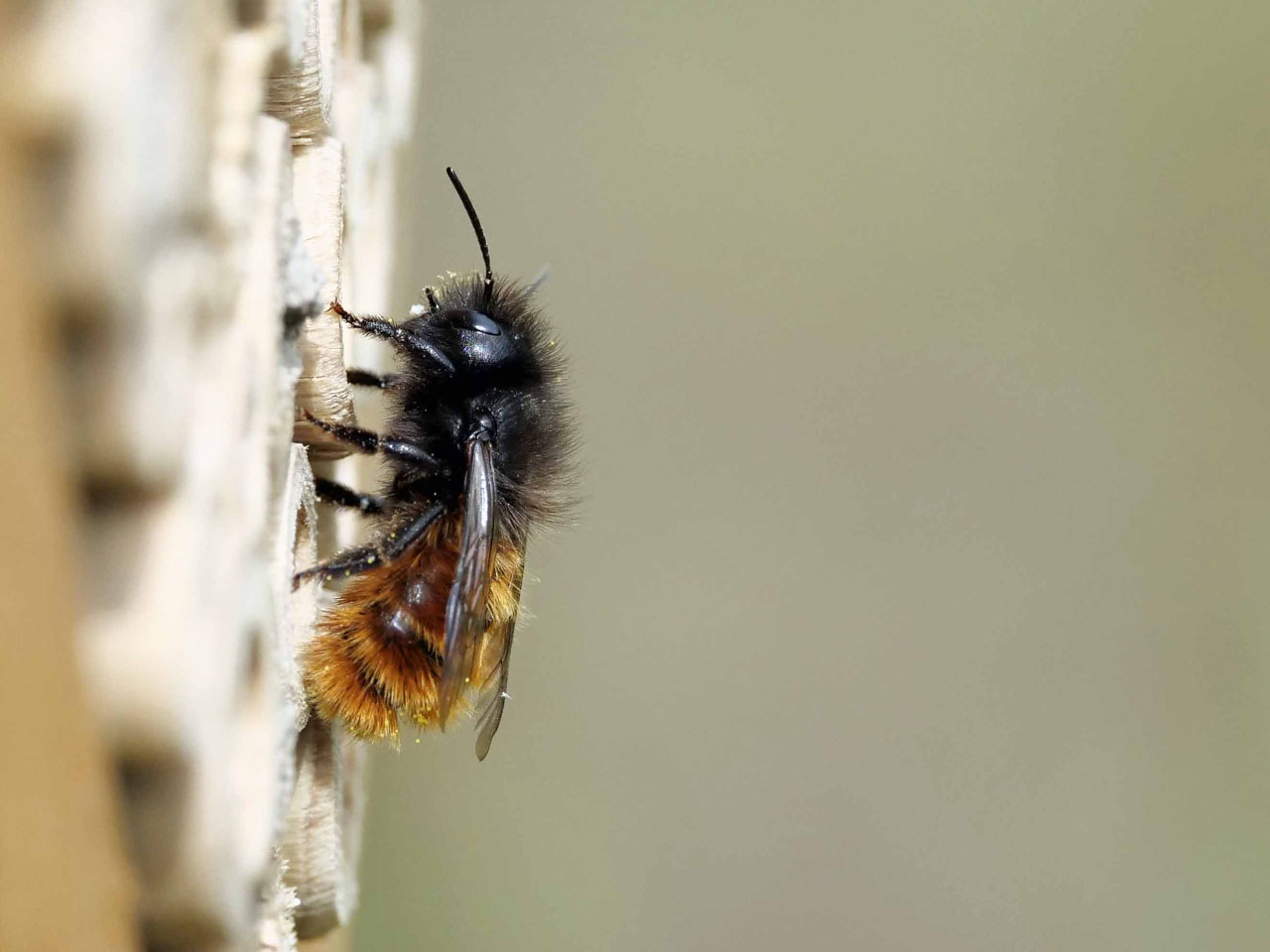 Wildbiene an einer Wildbienen-Nisthilfe