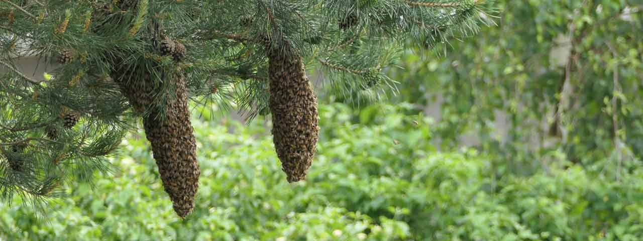 Bienenschwarm in 2 Trauben an einer Kiefer