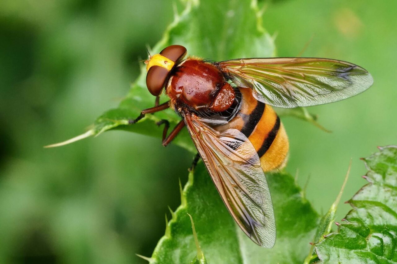 Hornissen-Schwebfliege
