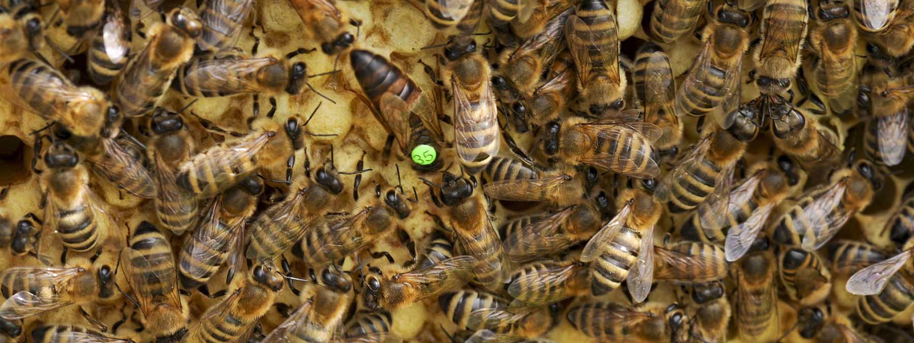 Markierte Bienenkönigin