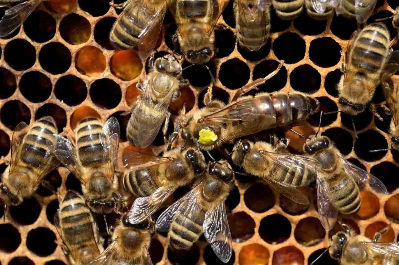 Markierte Bienenkönigin mit gelbem Farbstift