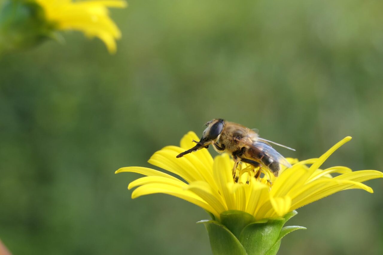 Keilfleckschwebfliege