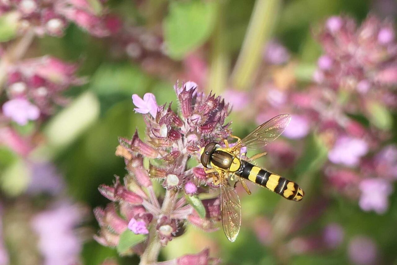 Gewöhnliche Langbauchschwebfliege