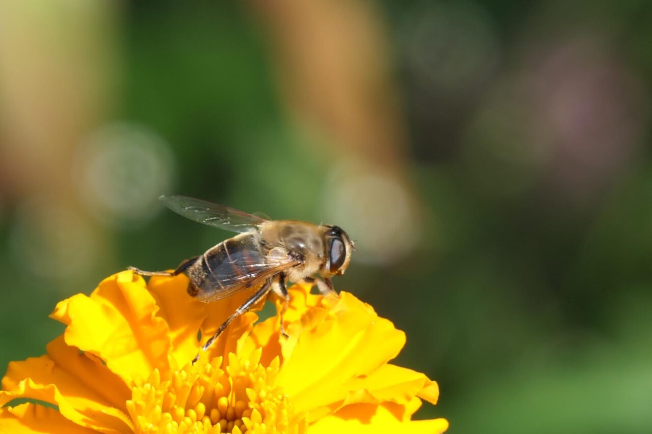 Scheinbienen-Keilfleckschwebfliege