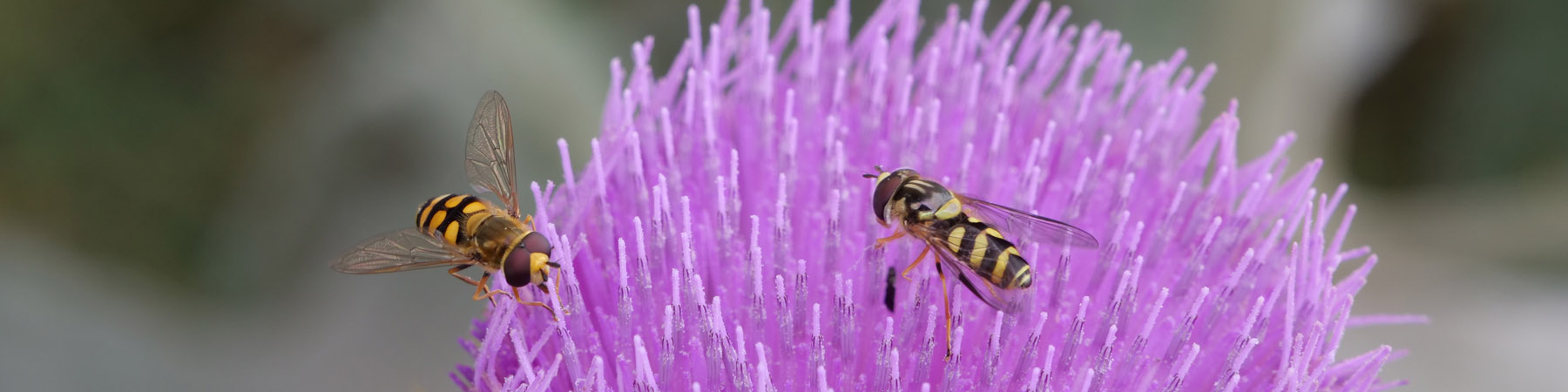 Schwebfliegen