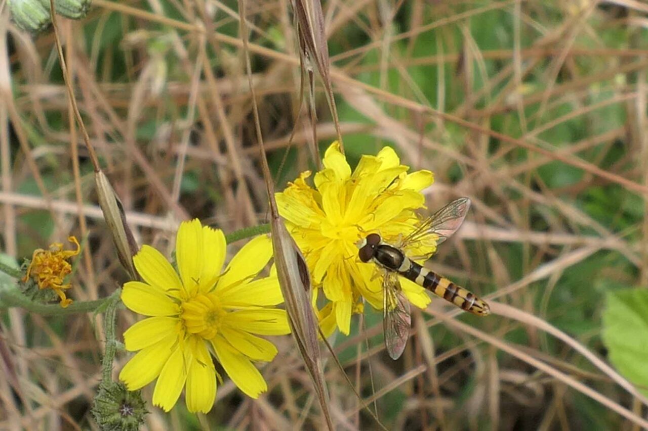 Gewöhnliche Langbauchschwebfliege