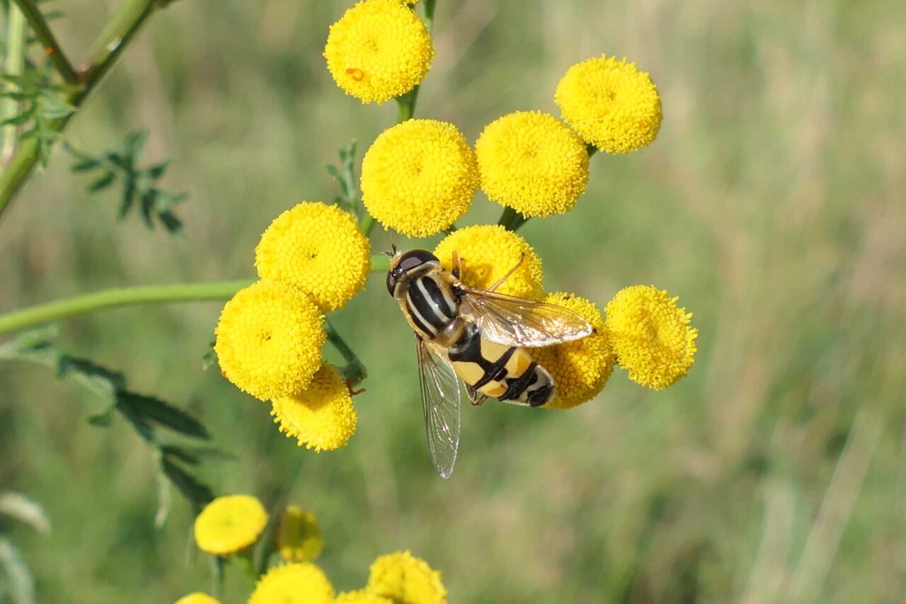 Große Sumpfschwebfliege