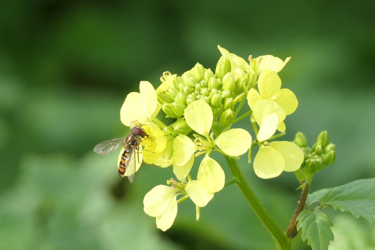 Hainschwebfliege