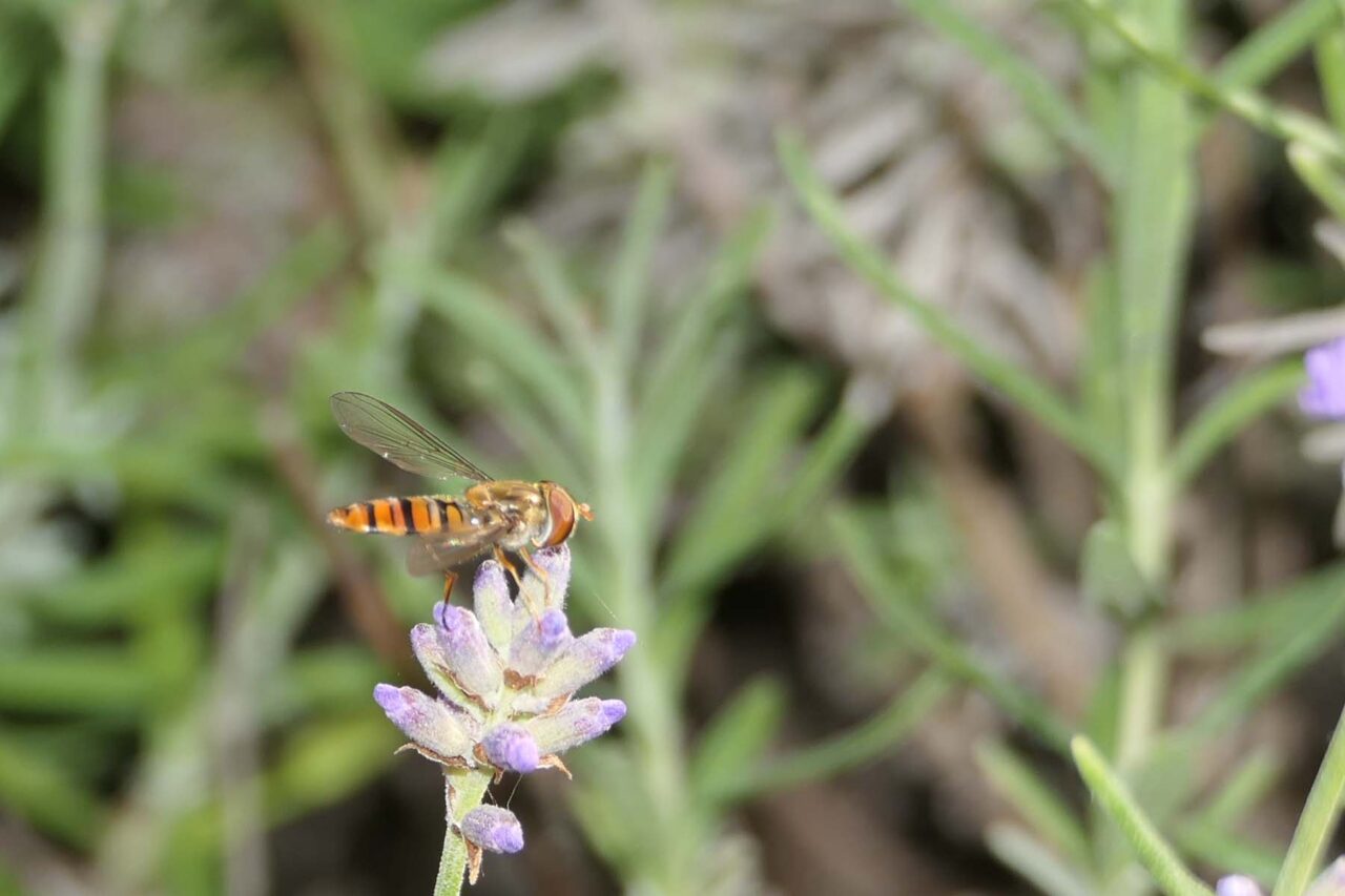 Hainschwebfliege