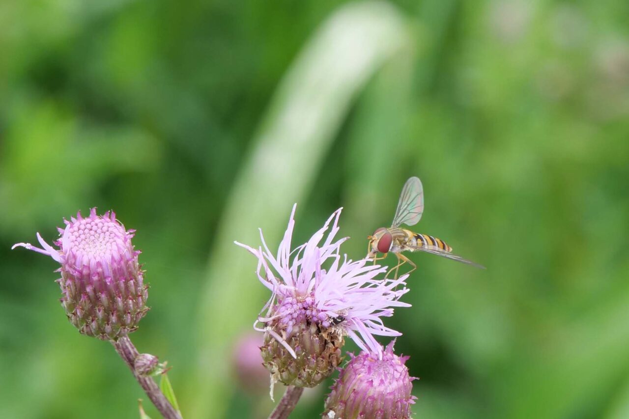 Hainschwebfliege