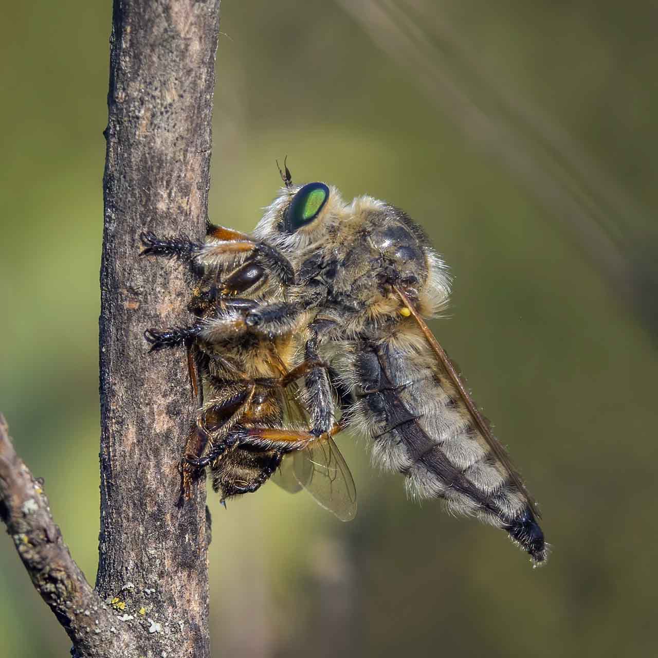 Raubfliege mit erbeuteter Wildbiene