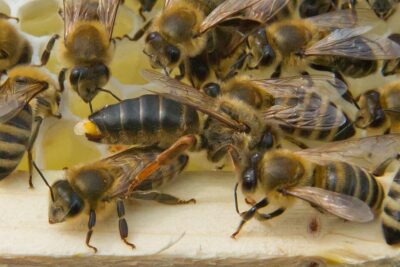 Begattete Bienenkönigin mit abgerissenem Geschlechtsteil der letzten Drohne