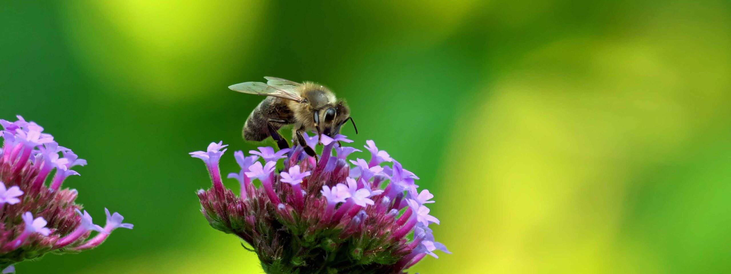Honigbiene auf Eisenkraut (Verbena)